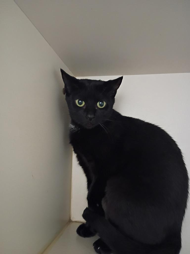 Spot, a Adoptable mixed breed image 2/3