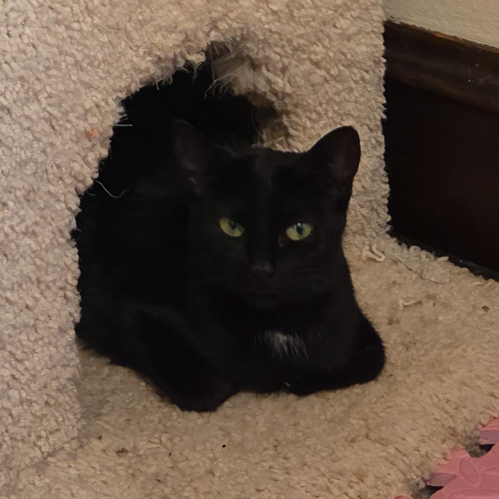 Spot, a Adoptable mixed breed image 3/3