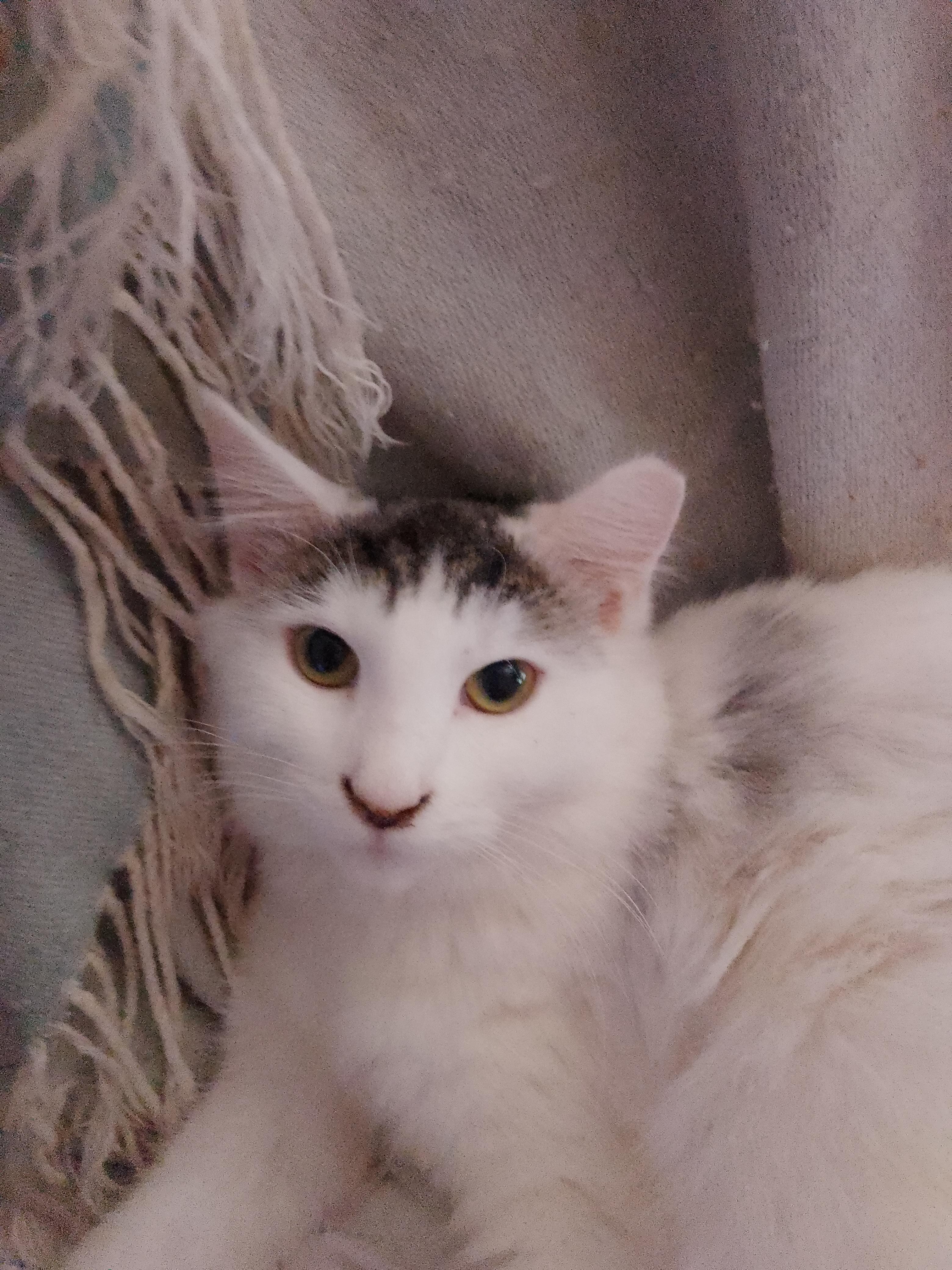 Elsa, a ADOPTABLE Domestic Long Hair in Woodland, CA image 2/4