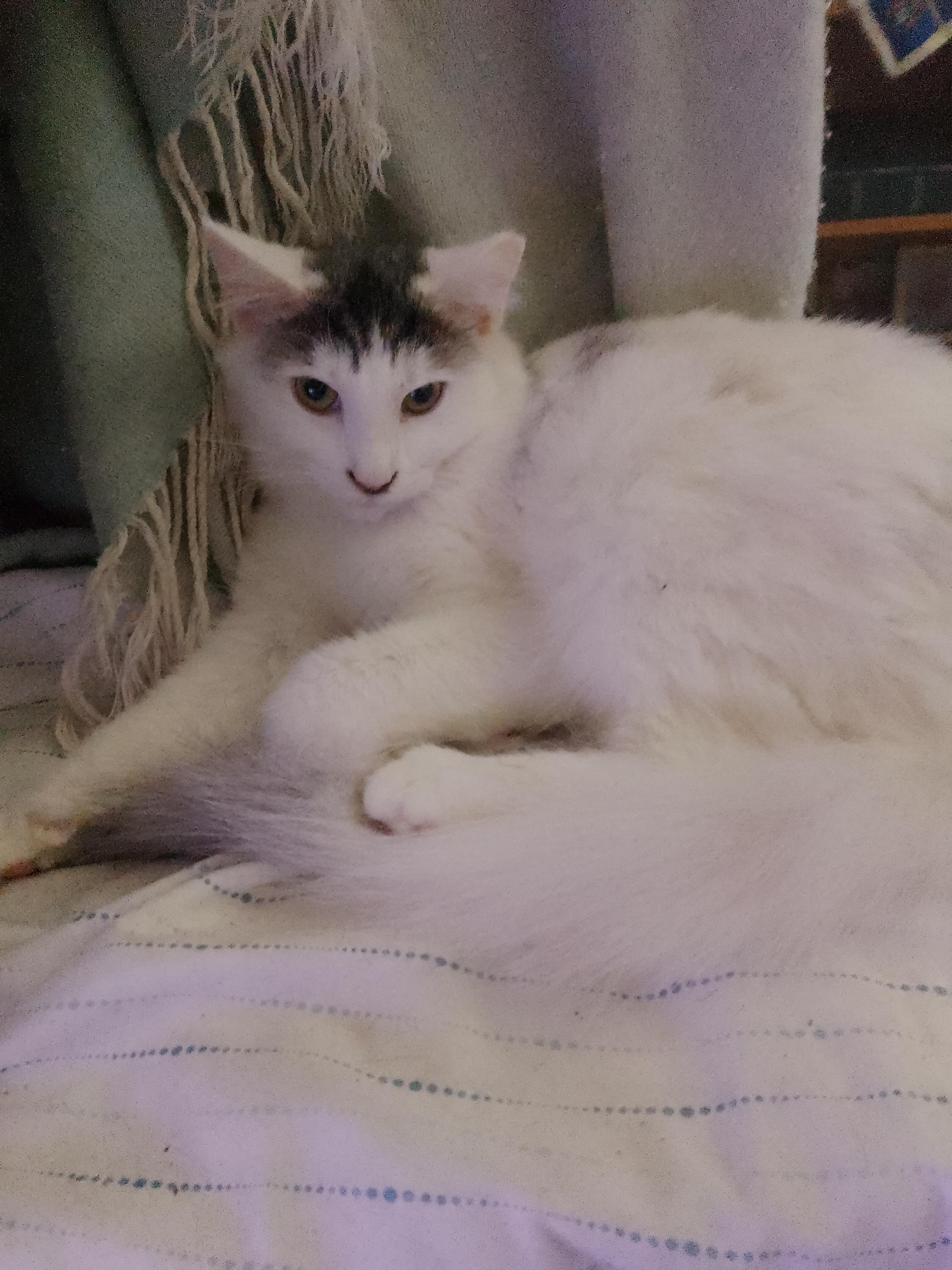 Elsa, a ADOPTABLE Domestic Long Hair in Woodland, CA image 4/4