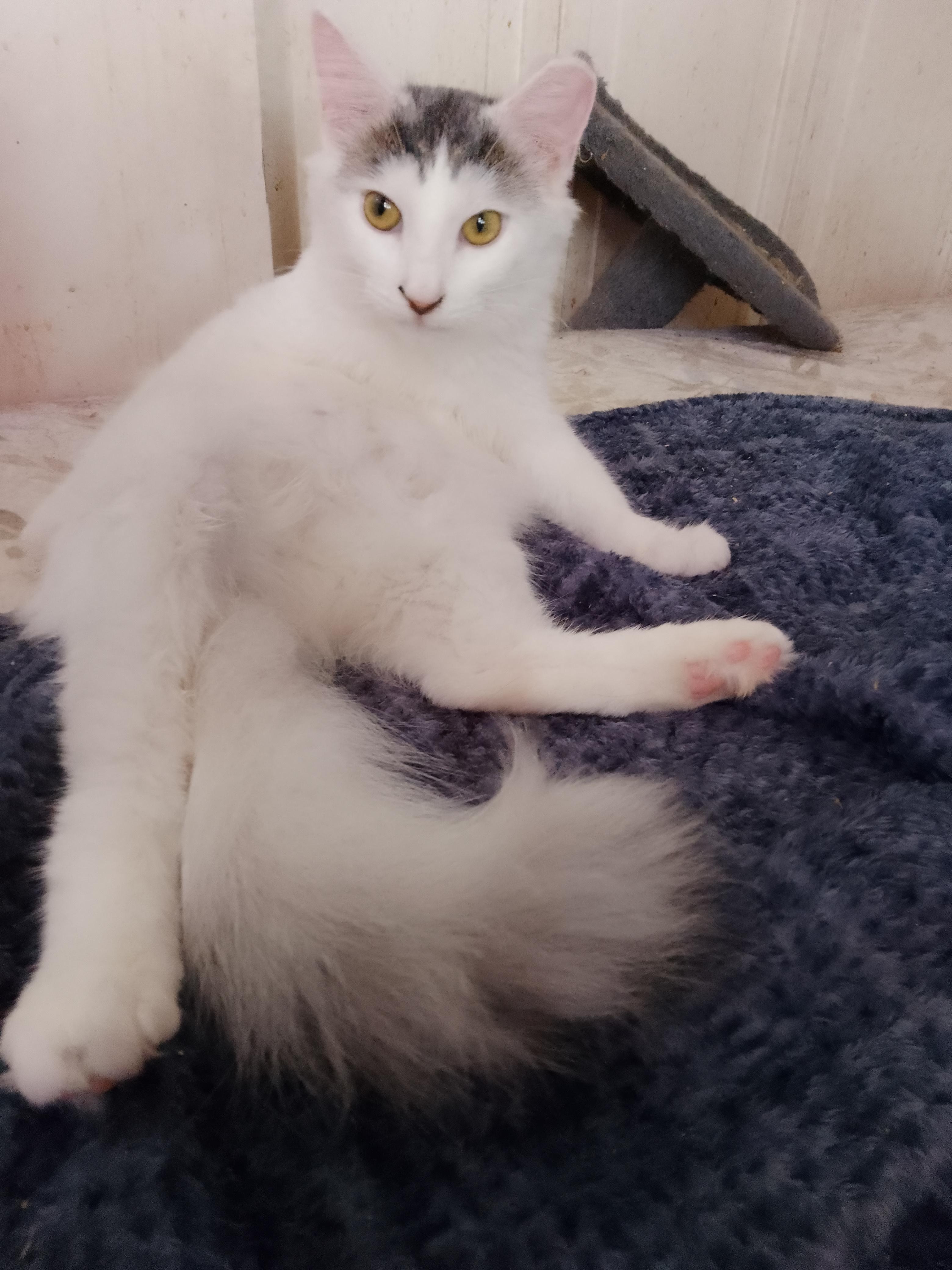 Elsa, a ADOPTABLE Domestic Long Hair in Woodland, CA image 1/4