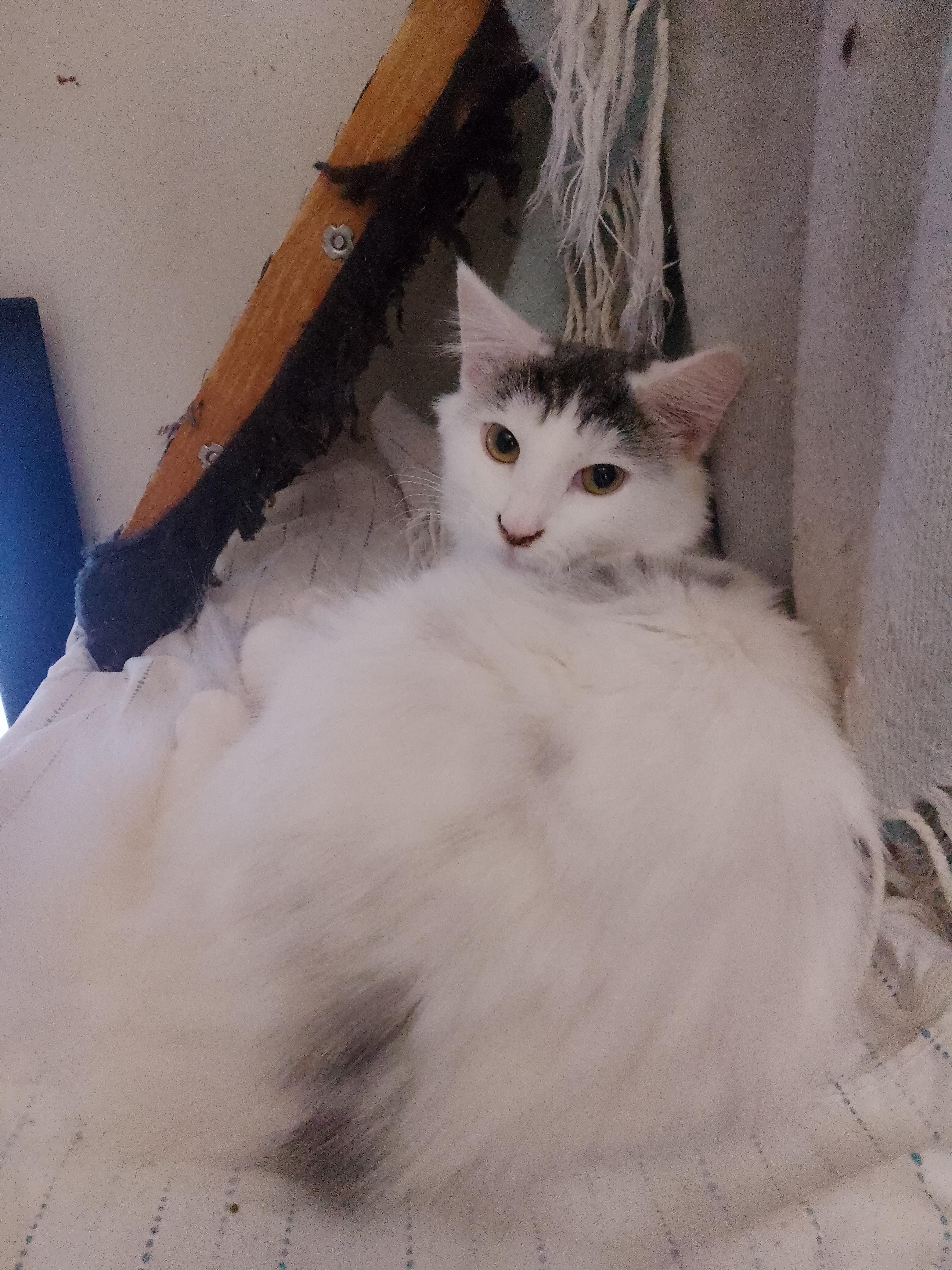 Elsa, a ADOPTABLE Domestic Long Hair in Woodland, CA image 3/4