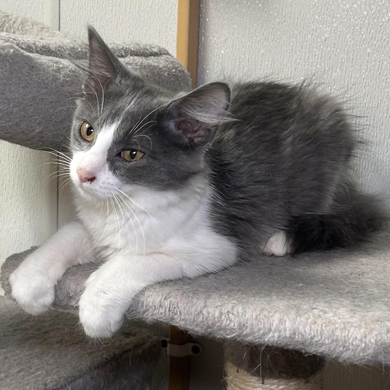 Ashley 2026, a Adoptable Domestic Medium Hair in Norwood, OH image 1/2