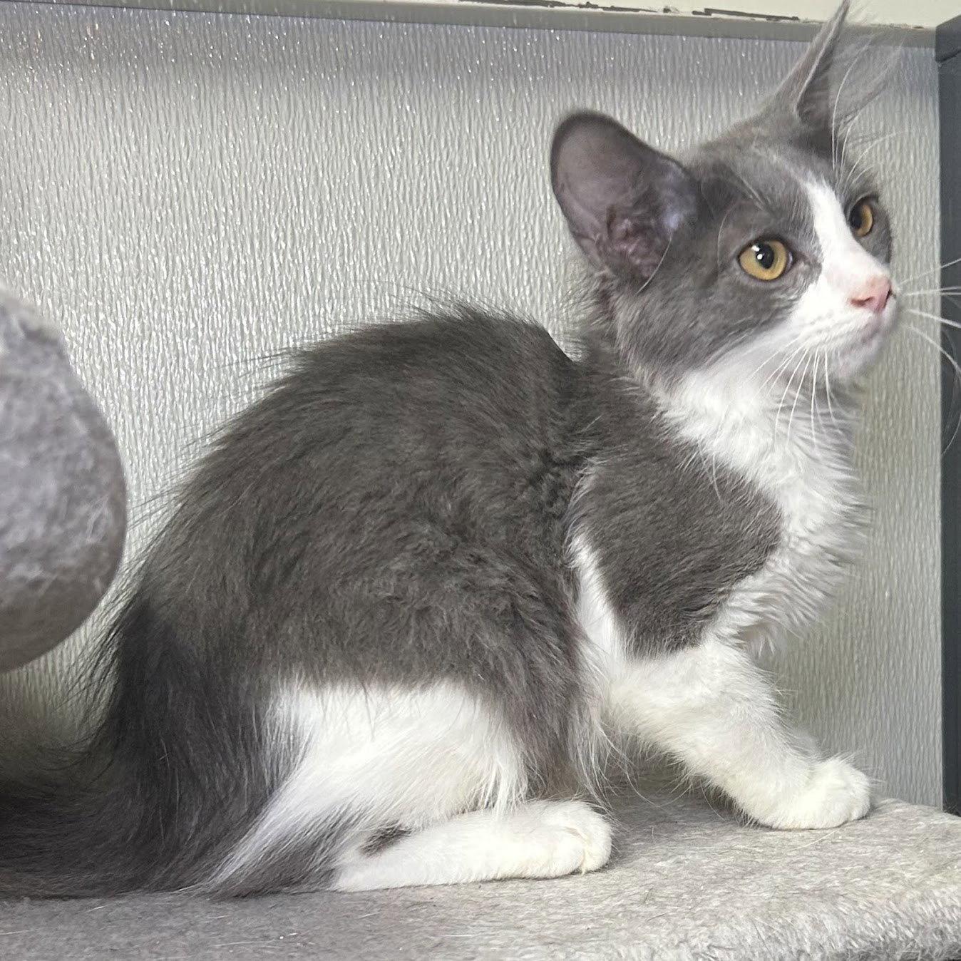Ashley 2026, a Adoptable Domestic Medium Hair in Norwood, OH image 2/2
