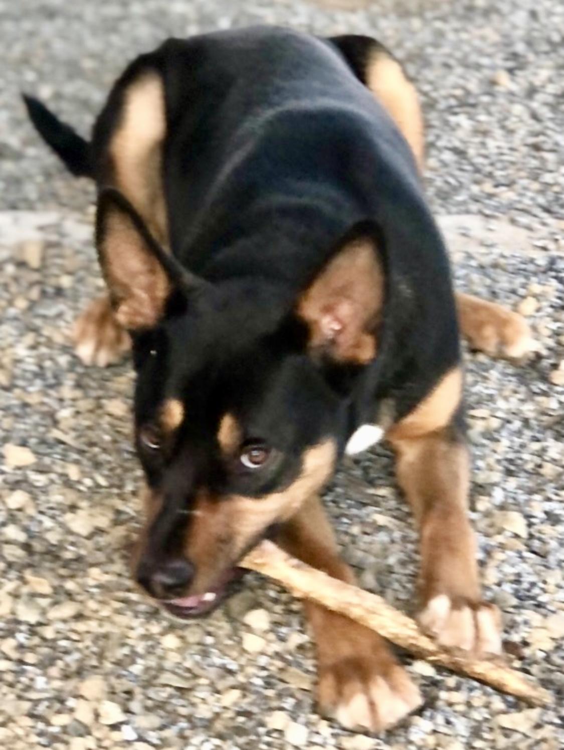 Enlarge Baxter, a Adoptable mixed breed in Auburn , WA image 2/6