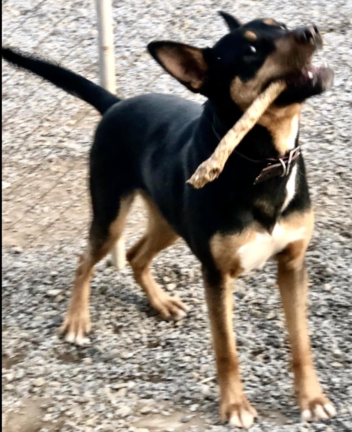 Enlarge Baxter, a Adoptable mixed breed in Auburn , WA image 5/6
