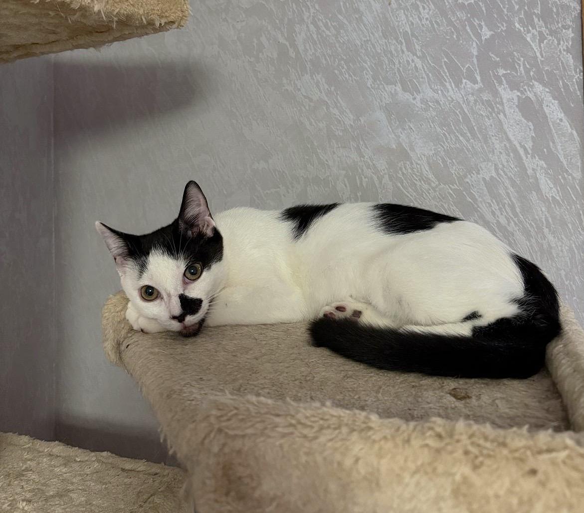 Enlarge Lucy and Oreo, a Adoptable Domestic Short Hair in Brooklyn, NY image 2/3