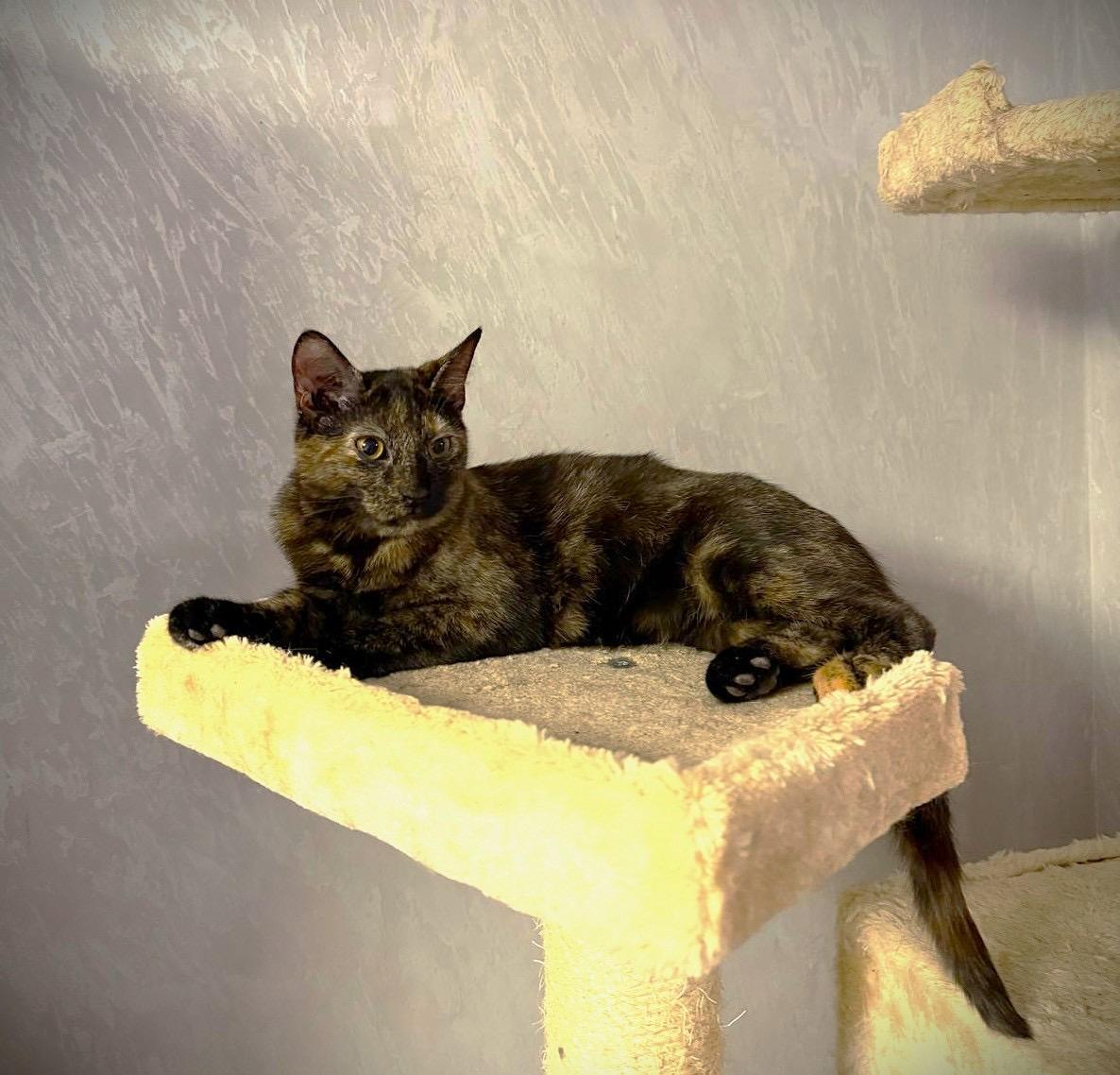 Enlarge Lucy and Oreo, a Adoptable Domestic Short Hair in Brooklyn, NY image 1/3