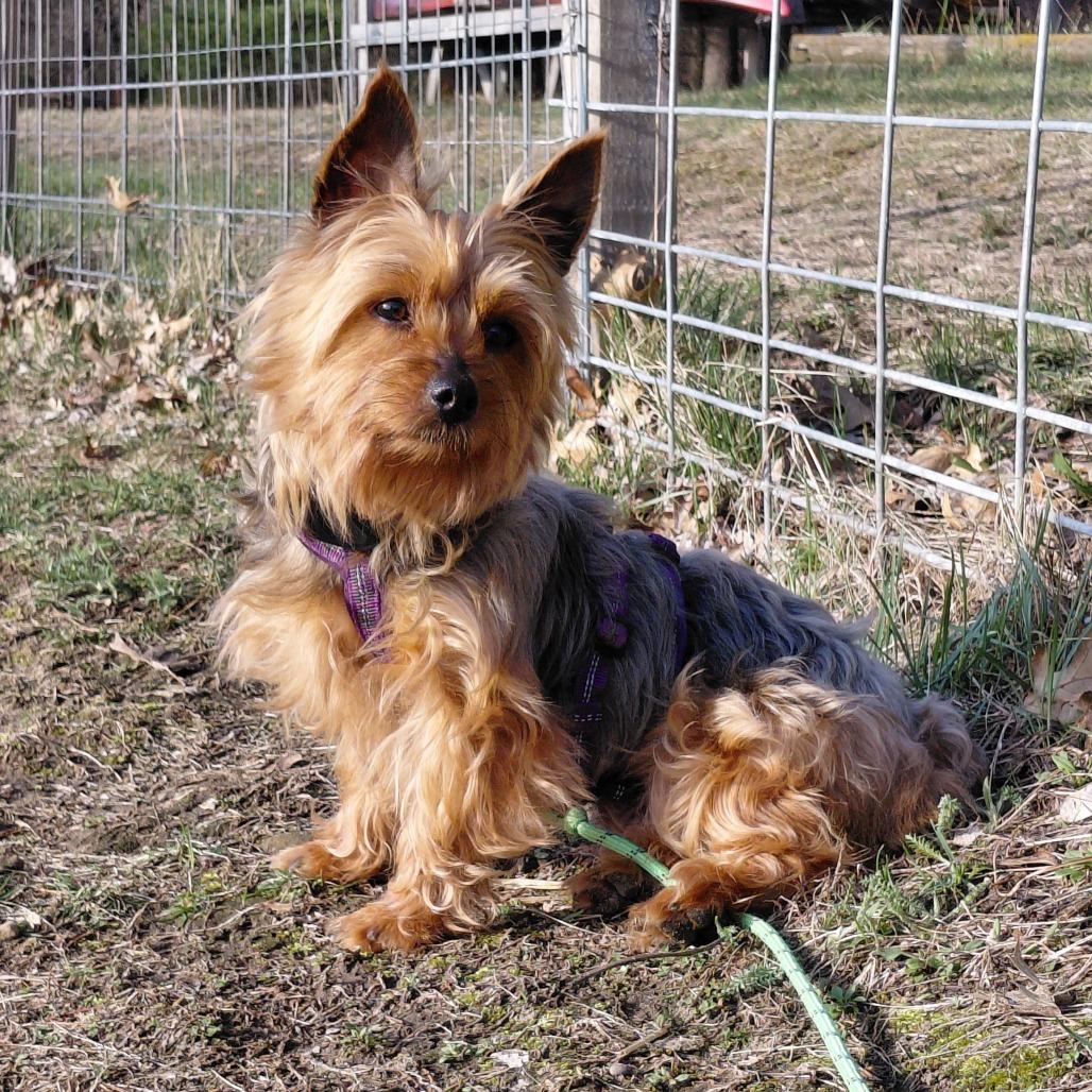 Winnie, a Adoptable mixed breed in Alma, WI image 1/5