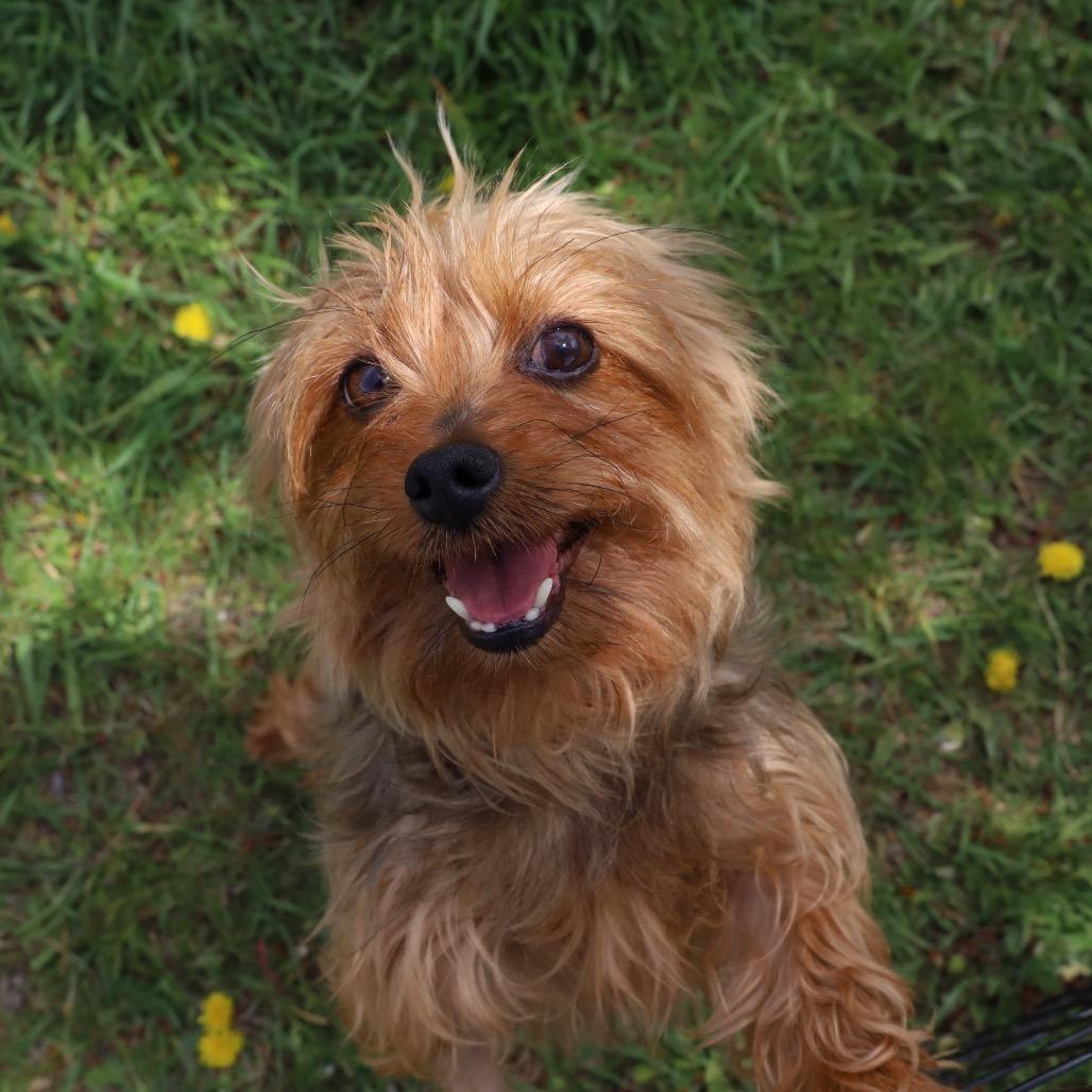 Winnie, a Adoptable mixed breed in Alma, WI image 2/5