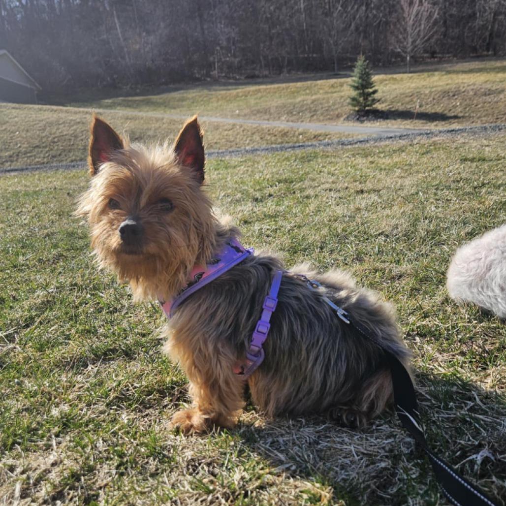 Winnie, a Adoptable mixed breed in Alma, WI image 3/5