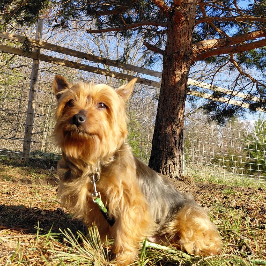 Winnie, a Adoptable mixed breed in Alma, WI image 4/5