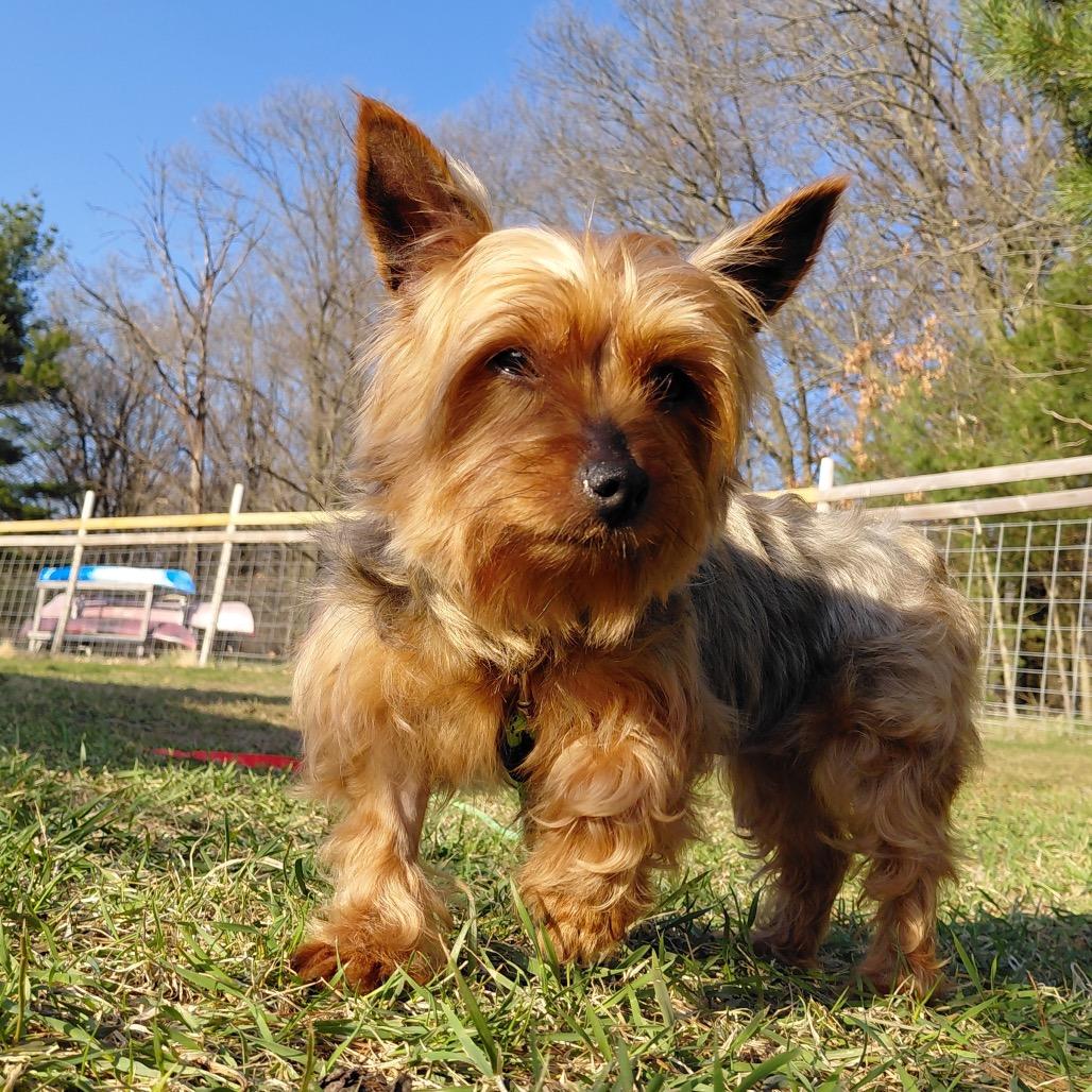 Winnie, a Adoptable mixed breed in Alma, WI image 5/5