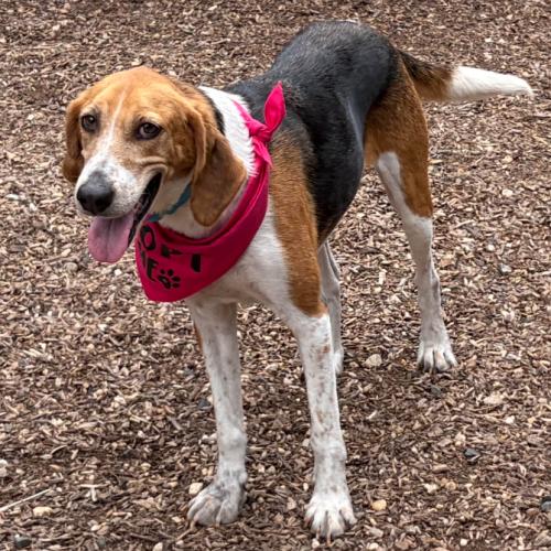 Wanda, a Adoptable mixed breed in Washington DC, DC image 1/5