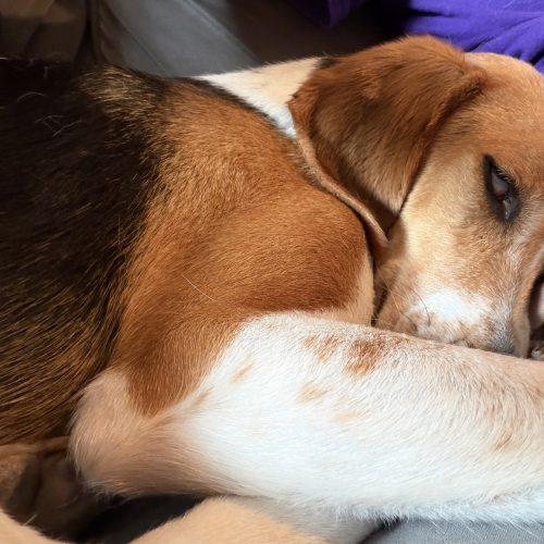 Wanda, Adoptable, Adult Female Treeing Walker Coonhound & Mixed Breed.