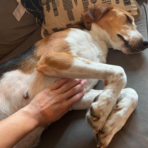 Wanda, a Adoptable mixed breed in Washington DC, DC image 2/5