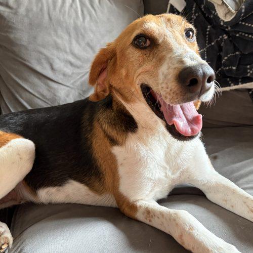 Wanda, a Adoptable mixed breed in Washington DC, DC image 3/5
