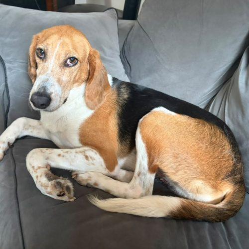 Wanda, a Adoptable mixed breed in Washington DC, DC image 4/5