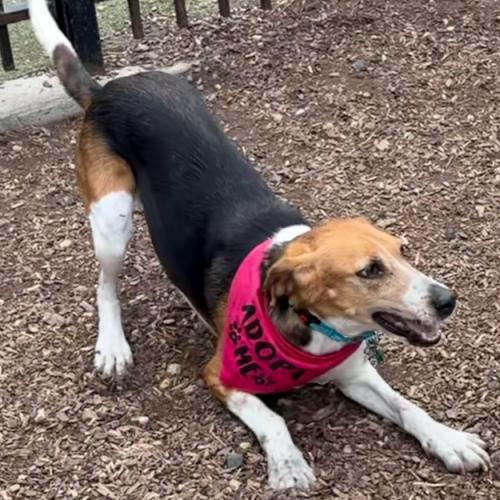 Wanda, a Adoptable mixed breed in Washington DC, DC image 3/5