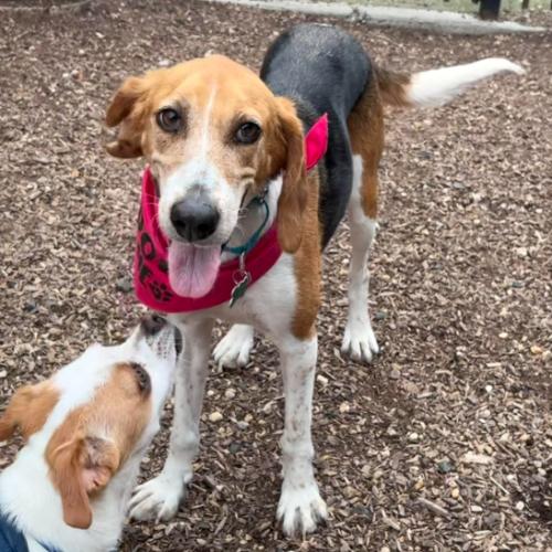 Wanda, a Adoptable mixed breed in Washington DC, DC image 4/5