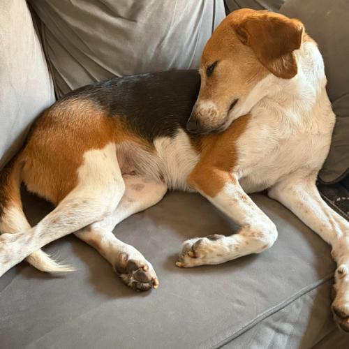 Wanda, a Adoptable mixed breed in Washington DC, DC image 5/5