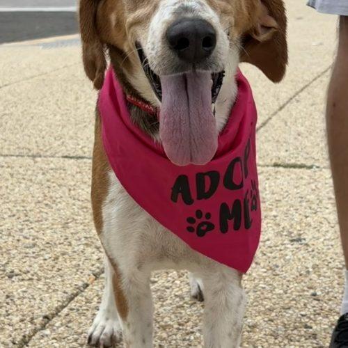 Wanda, a Adoptable mixed breed in Washington DC, DC image 5/5