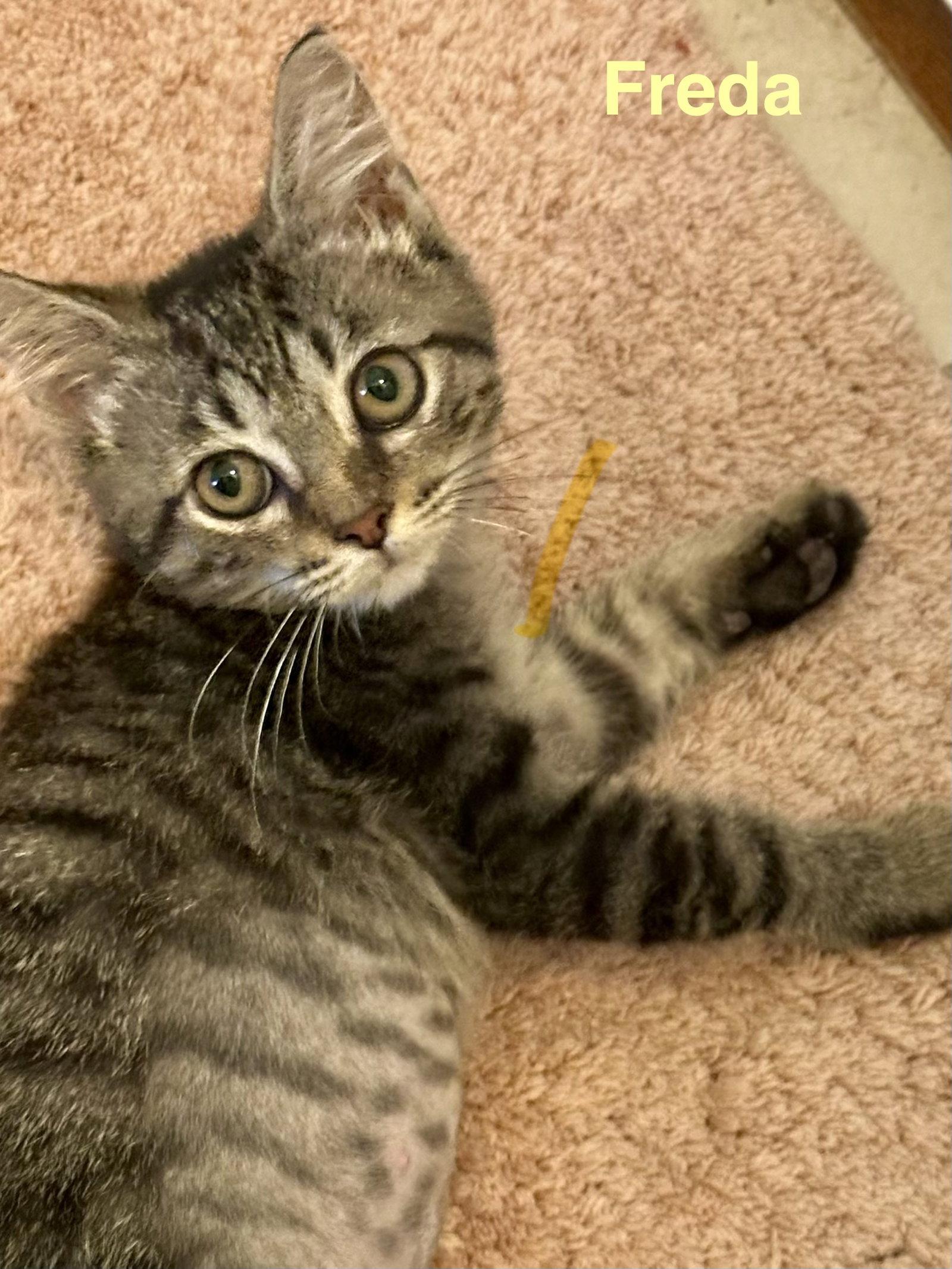 Freda, Adoptable, Kitten Female Domestic Short Hair.