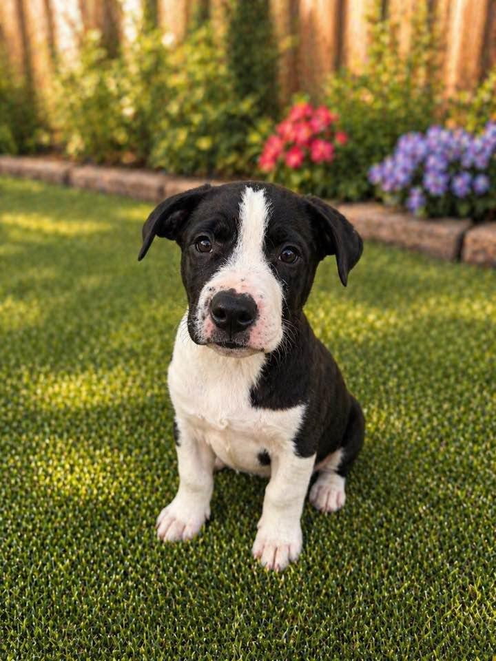 Harvey, Adoptable, Puppy Male Pit Bull Terrier & Bull Terrier.