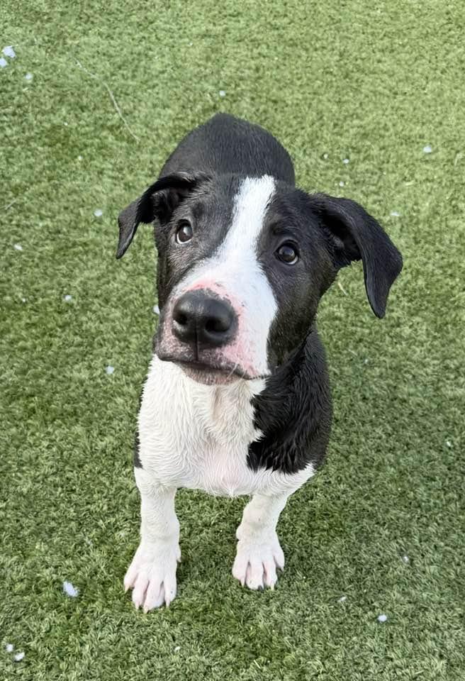Enlarge Harvey, a Adoptable mixed breed in Phoenix, AZ image 2/3
