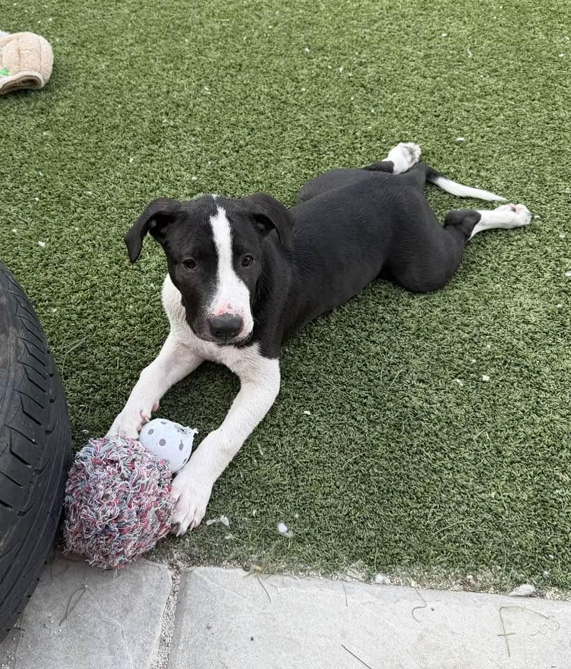 Enlarge Harvey, a Adoptable mixed breed in Phoenix, AZ image 3/3
