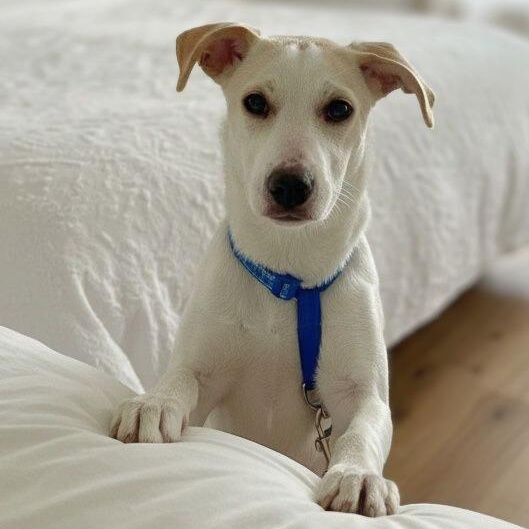 Enlarge Snow, an adoptable mixed breed in Baldwin, MD image 3/6