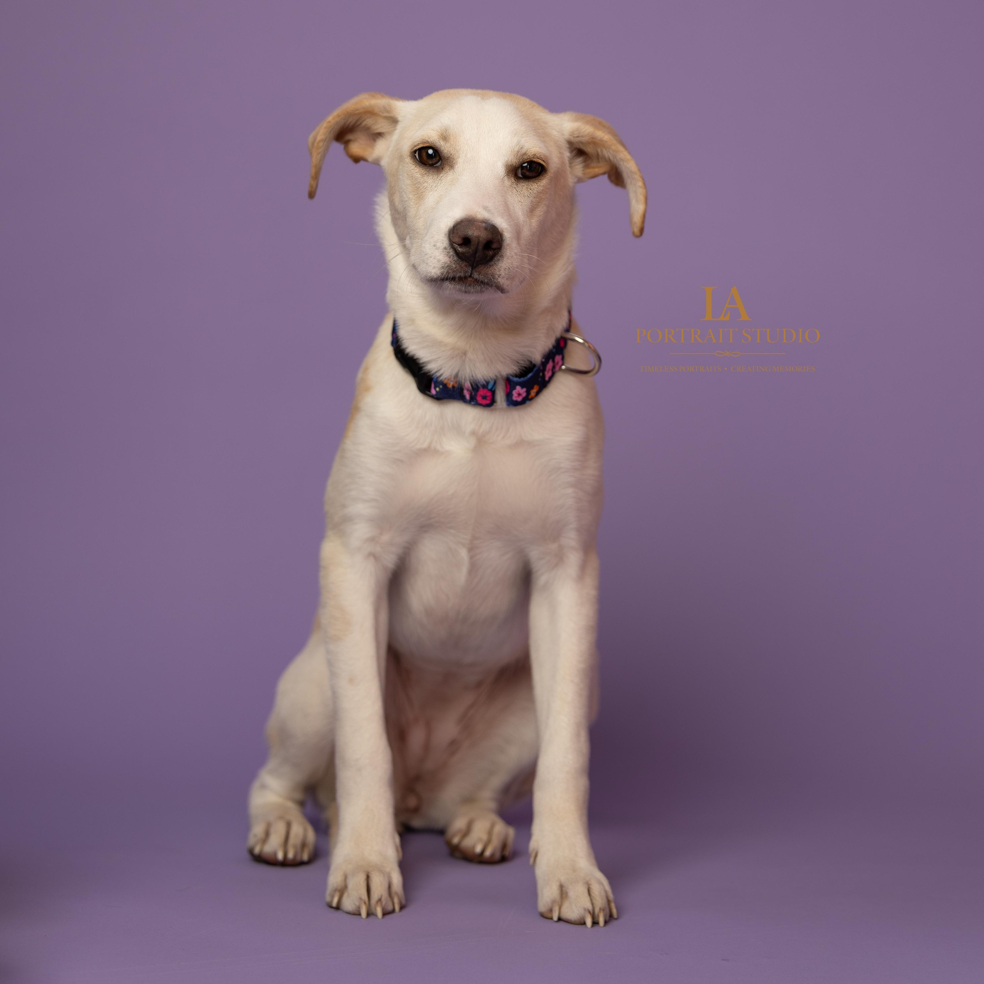 Enlarge Snow, an adoptable mixed breed in Baldwin, MD image 5/6