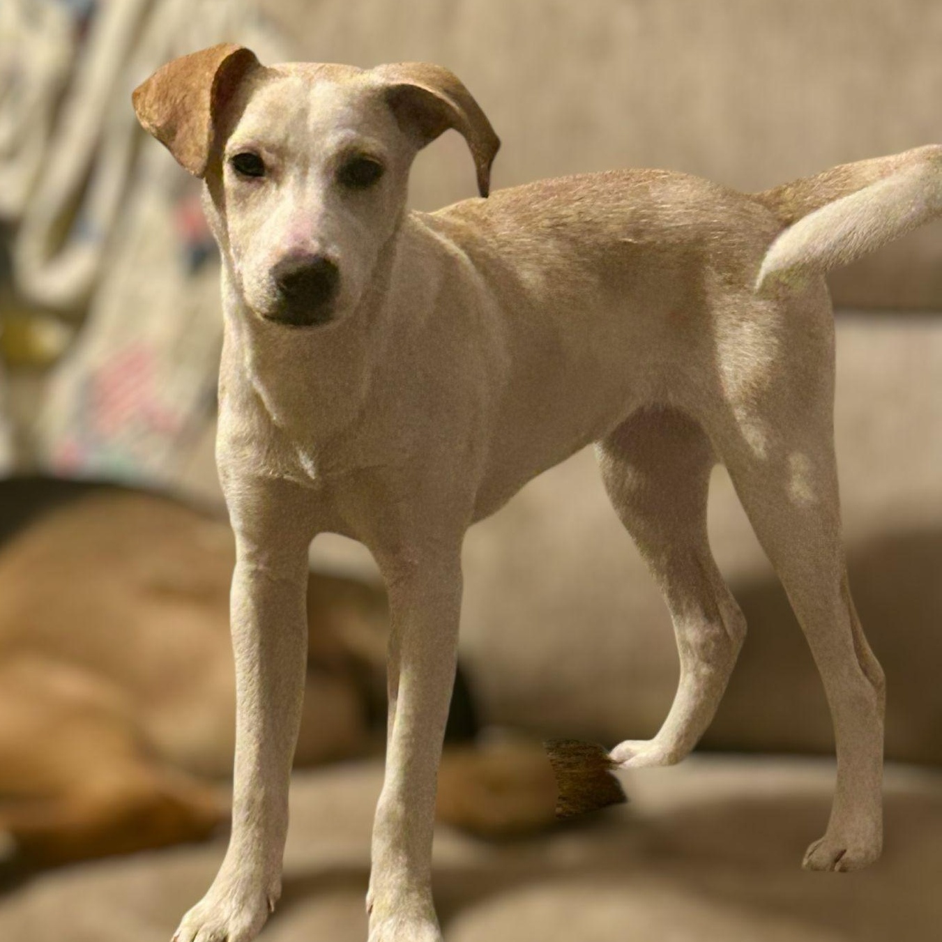 Enlarge Snow, an adoptable mixed breed in Baldwin, MD image 4/6