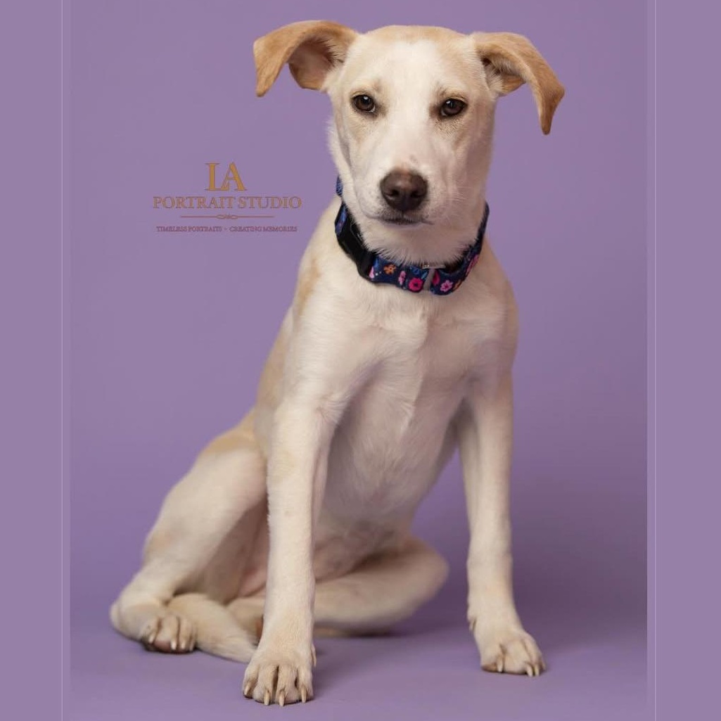 Enlarge Snow, an adoptable mixed breed in Baldwin, MD image 1/6