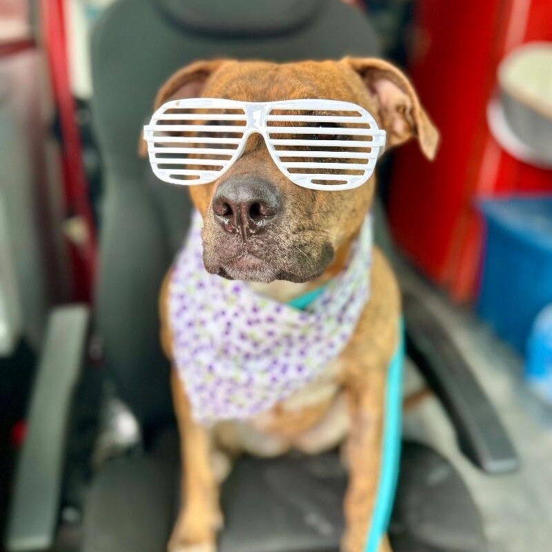 Ansley the fetch queen 3