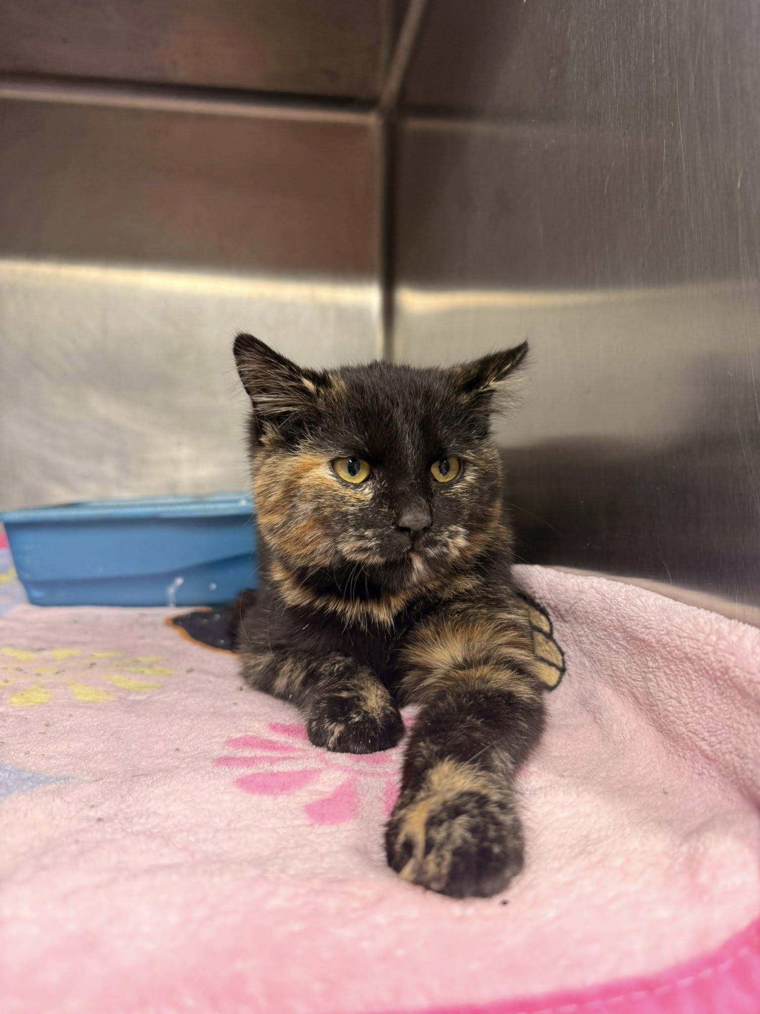 Enlarge Minx, a ADOPTABLE Tortoiseshell in Clarksville, TN image 2/6