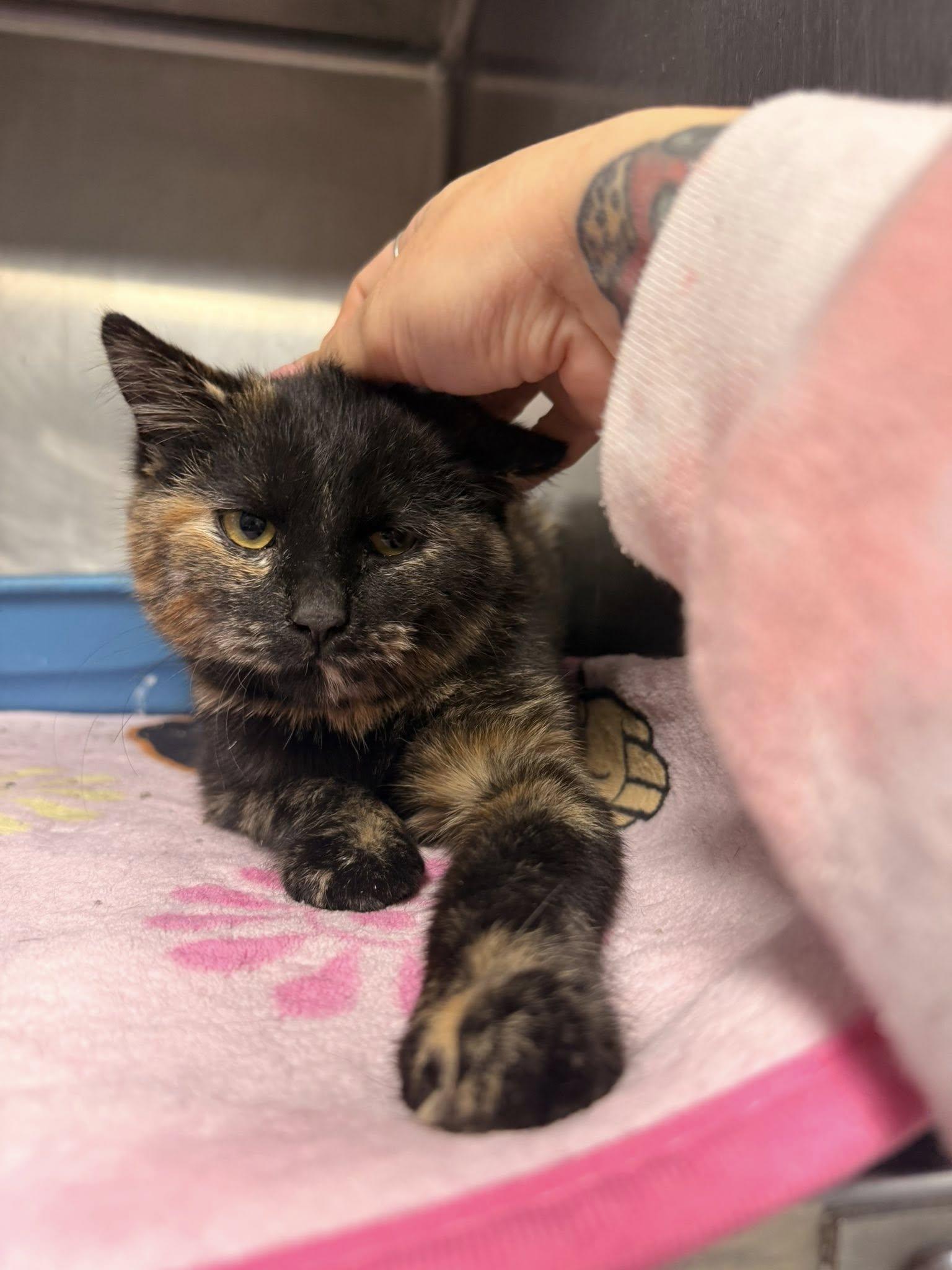 Enlarge Minx, a ADOPTABLE Tortoiseshell in Clarksville, TN image 5/6