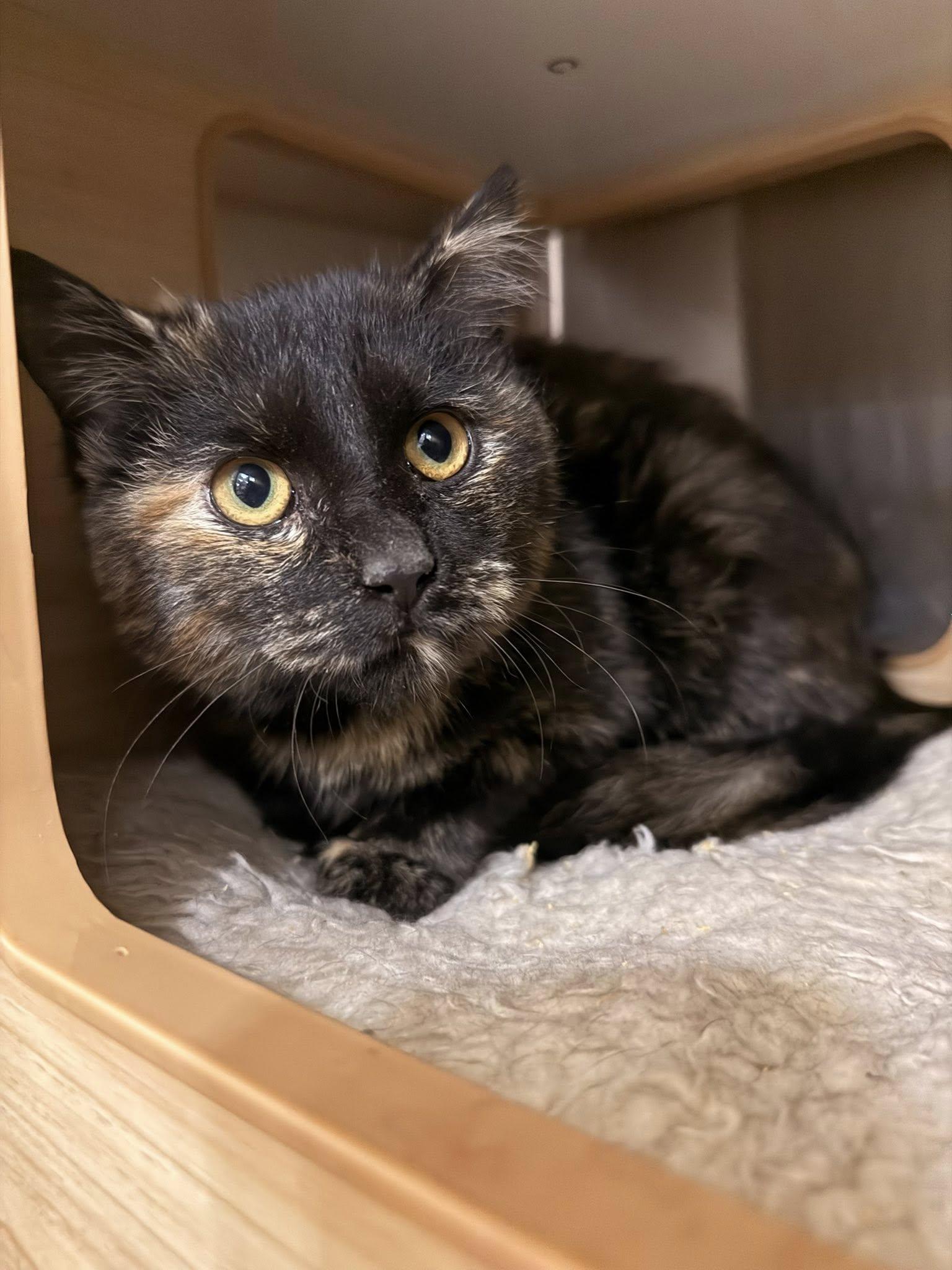 Enlarge Minx, a ADOPTABLE Tortoiseshell in Clarksville, TN image 4/6