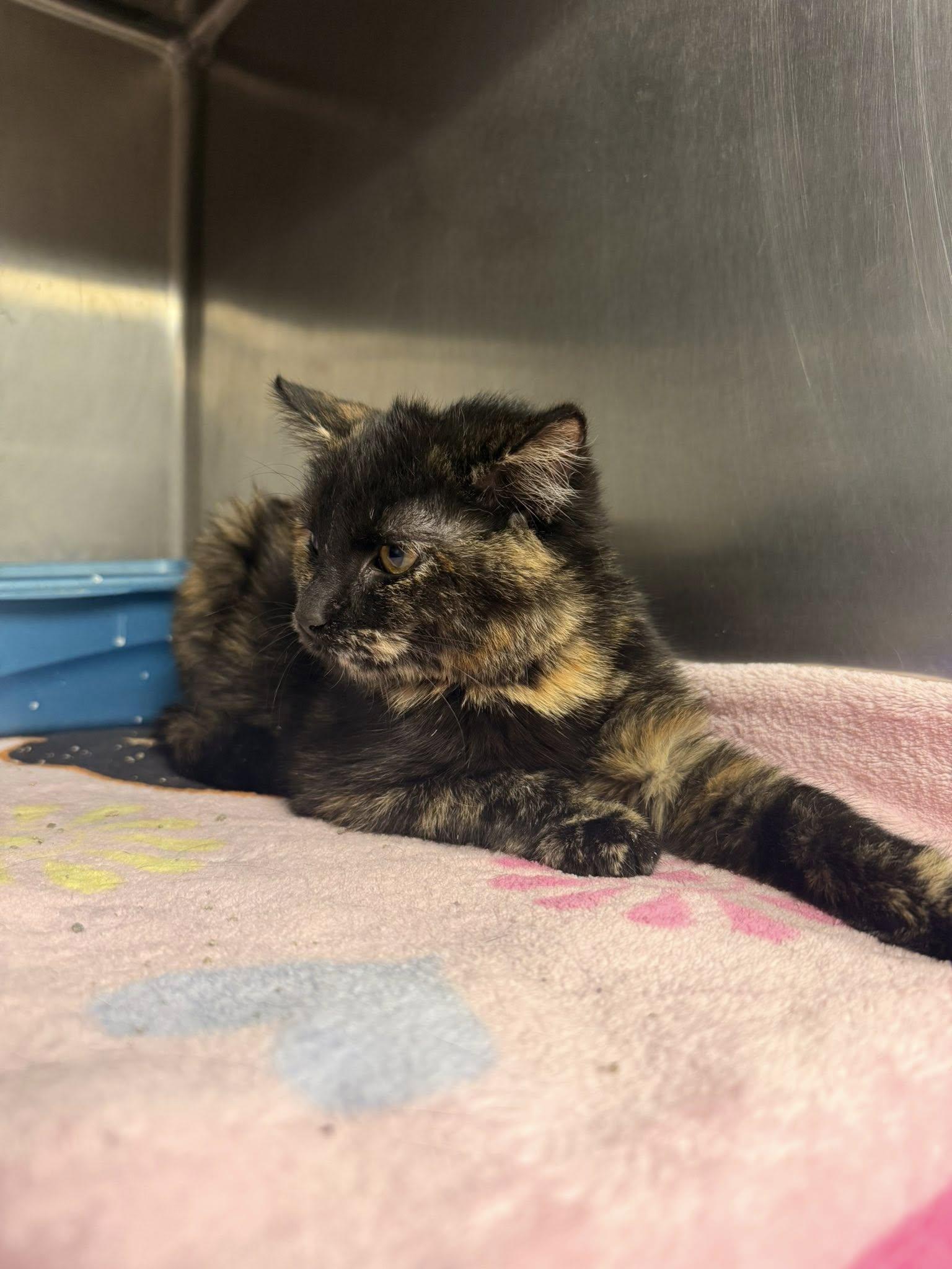 Enlarge Minx, a ADOPTABLE Tortoiseshell in Clarksville, TN image 6/6