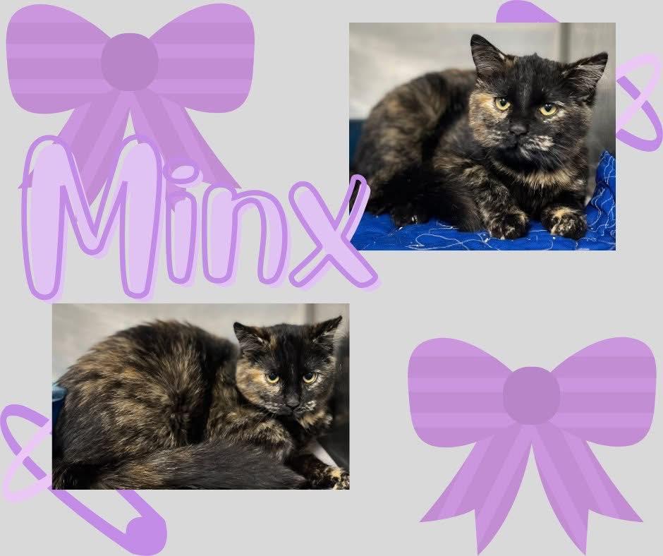 Minx, ADOPTABLE, Kitten Female Tortoiseshell.