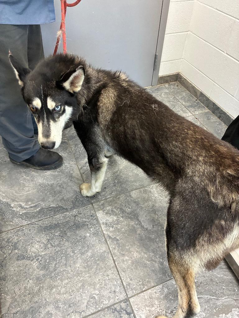 Silas, Adoptable, Adult Male Mixed Breed.