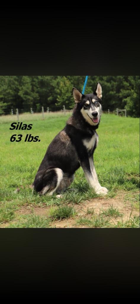 Enlarge Silas, a Adoptable mixed breed in Oxford, NC image 2/2