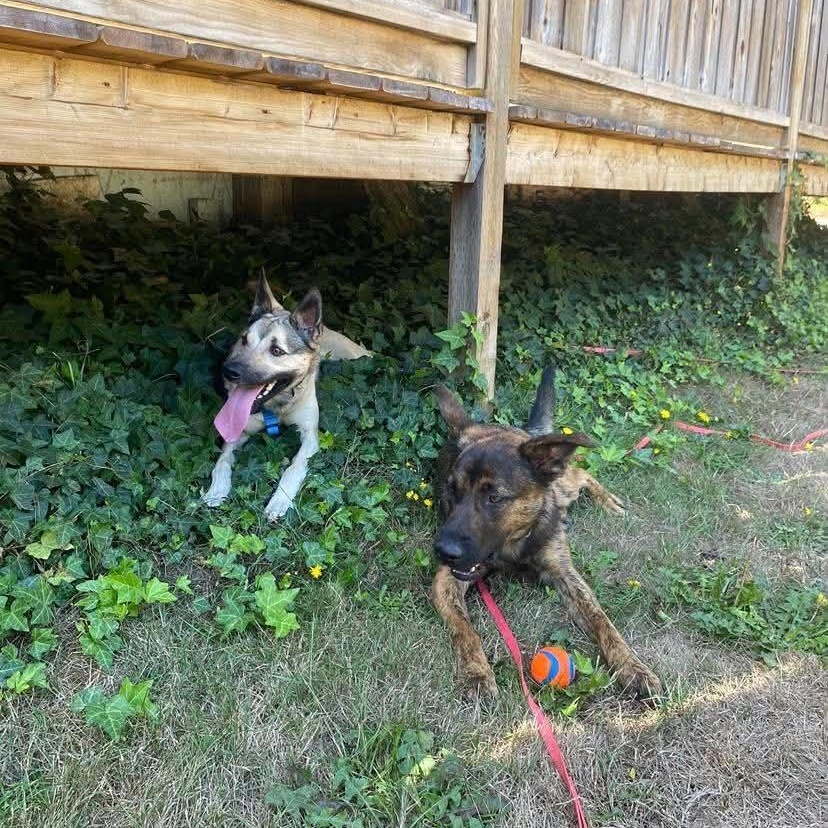 Enlarge Moose, a Adoptable mixed breed in Lake Cowichan, BC image 5/6