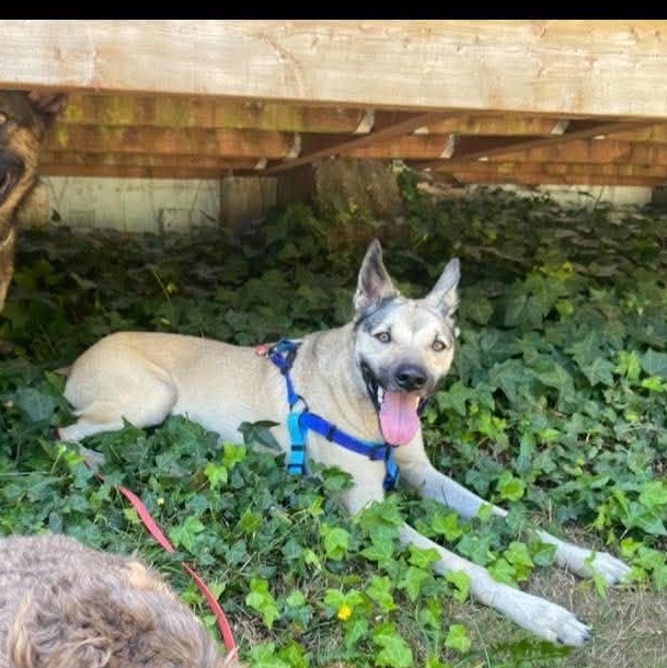 Enlarge Moose, a Adoptable mixed breed in Lake Cowichan, BC image 4/6