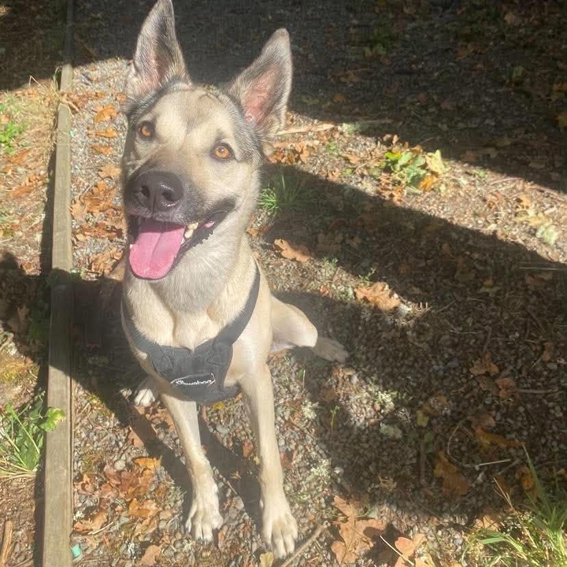 Enlarge Moose, a Adoptable mixed breed in Lake Cowichan, BC image 1/6