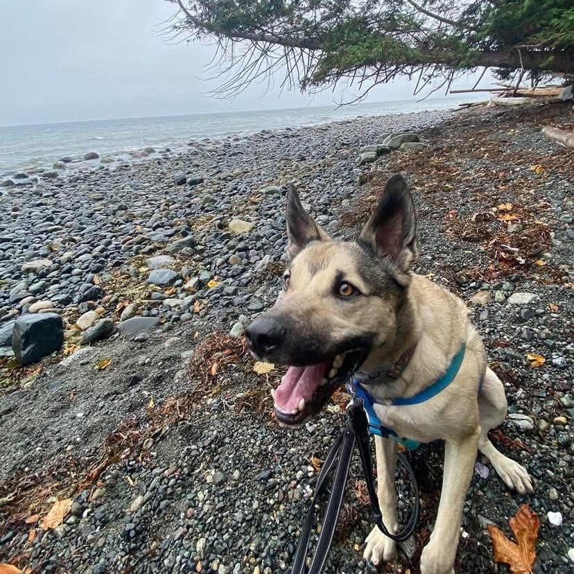 Enlarge Moose, a Adoptable mixed breed in Lake Cowichan, BC image 2/6