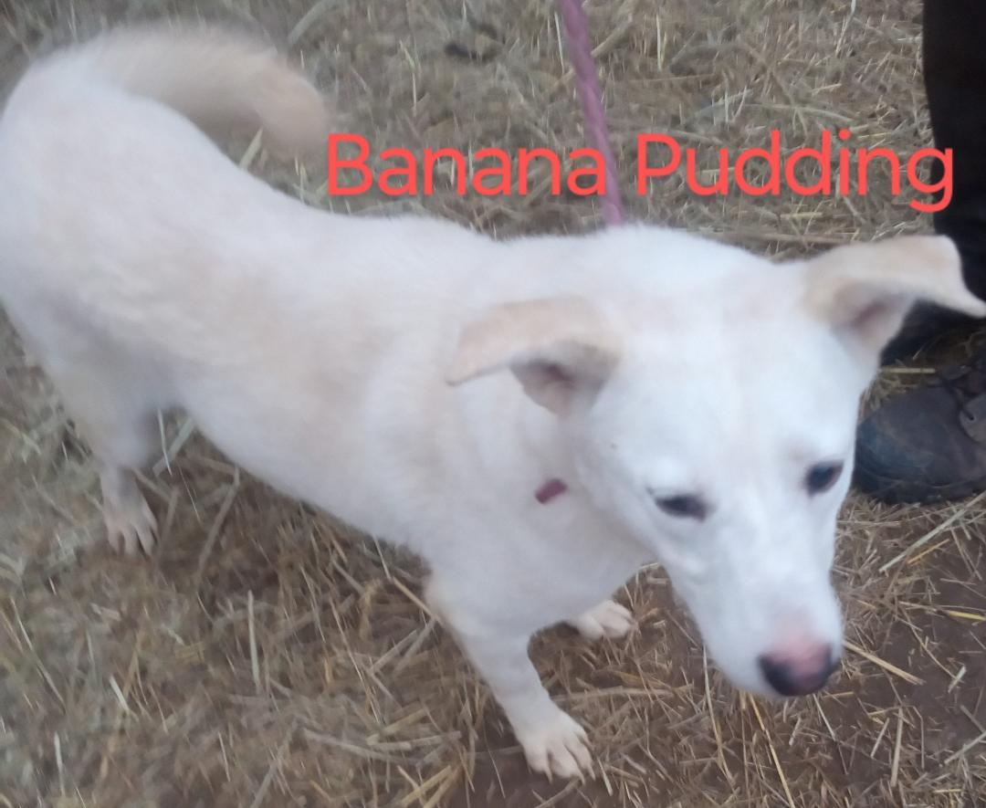 Enlarge Banana Pudding, a Adoptable mixed breed in Mena, AR image 1/3
