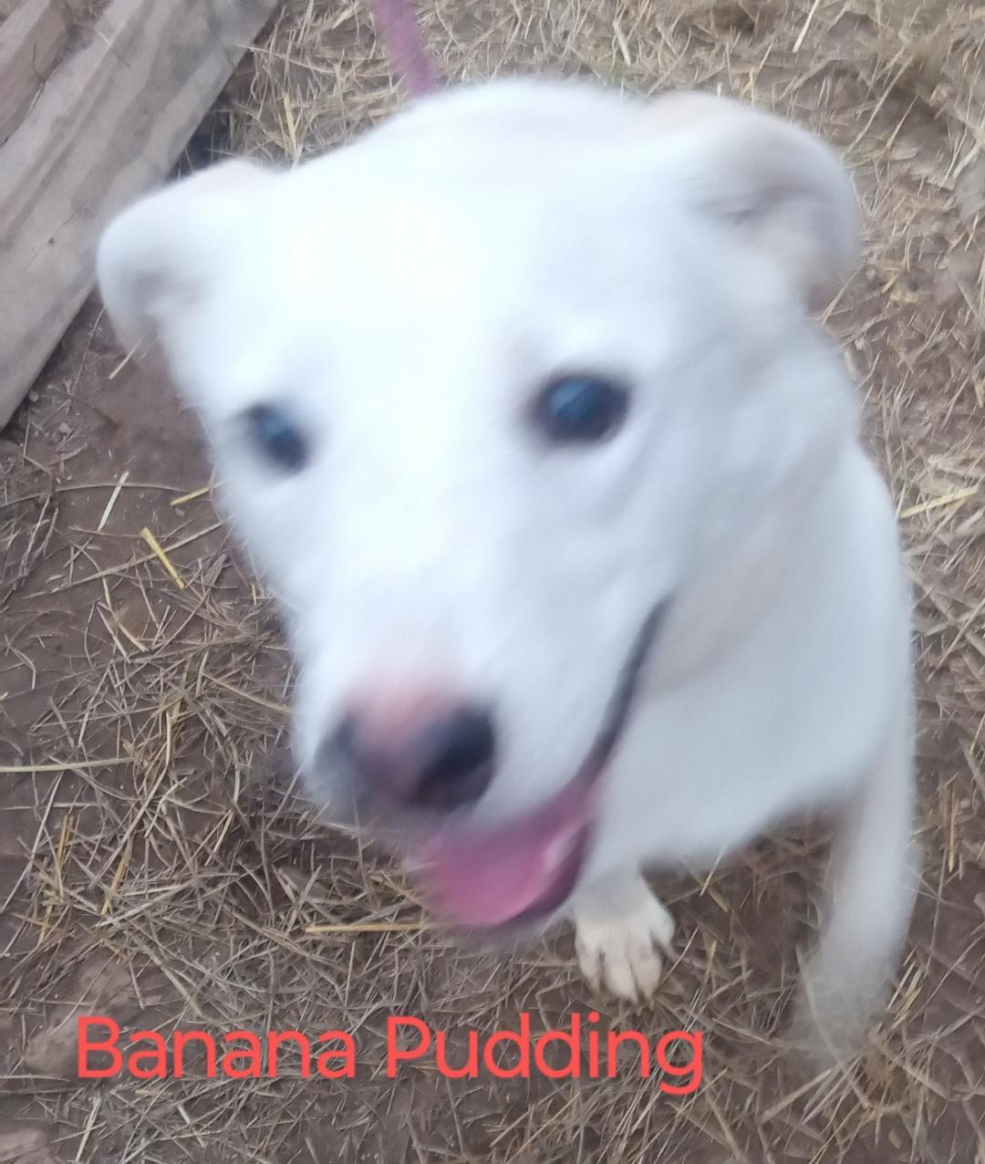 Enlarge Banana Pudding, a Adoptable mixed breed in Mena, AR image 2/3