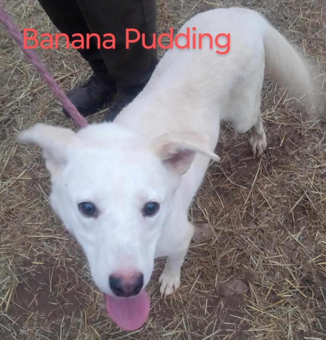 Enlarge Banana Pudding, a Adoptable mixed breed in Mena, AR image 3/3