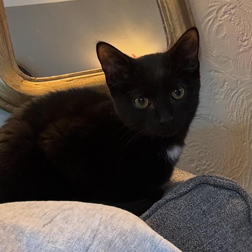 Enlarge Oreo, a ADOPTABLE Domestic Short Hair in Cambridge, ON image 1/1